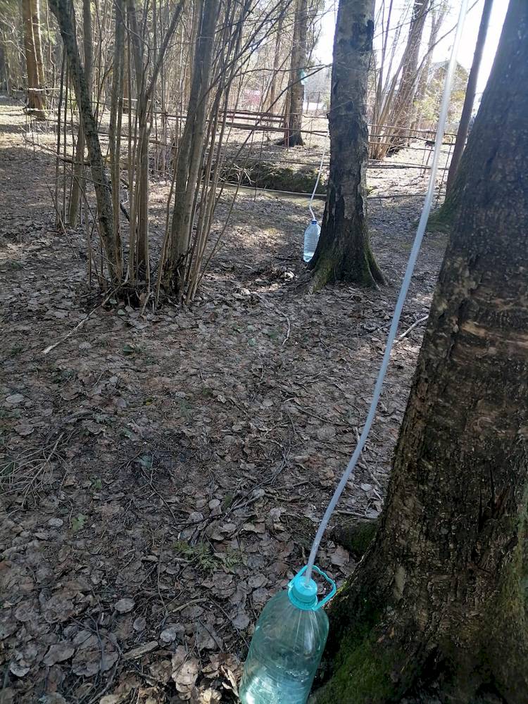 Сбор березового сока